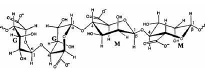 海藻酸盐的化学结构，M是甘露糖醛酸单元，G是古罗糖醛酸单元