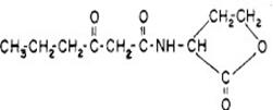 C10H15NO4分子结构图