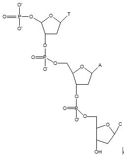 DNA分子一级结构图