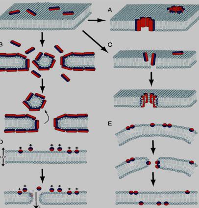 抗菌肽的各种作用机制模型