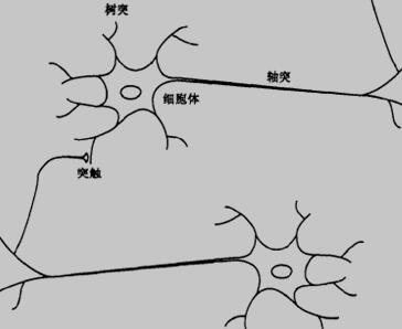 生物神经元简图