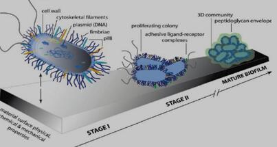 材料表面生物膜形成过程示意图