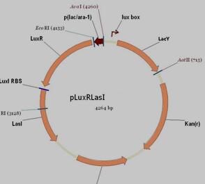 质粒pLuxRLasI