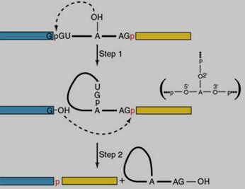 pre-mRNA剪接反应示意图