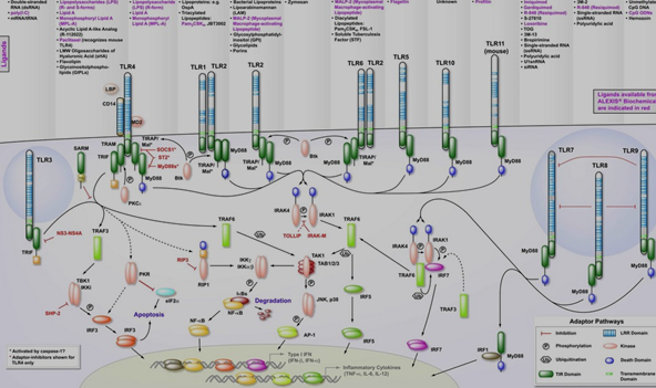 TLR家族胞外域结构-Toll样受体与配体复合物结构的研究进展
