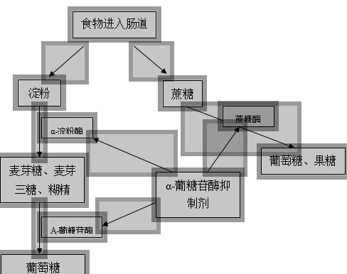 α-葡萄糖苷酶的作用机理