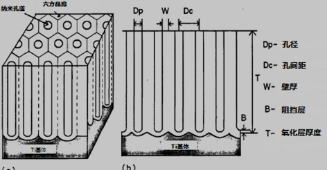 a）TiO2纳米管的理想结构 （b）TiO2纳米管横截面示意图