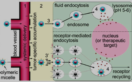 具有肿瘤微环境pH响应的聚合物药物载体进入细胞内释药原理图