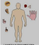 人体用于生物识别的器官