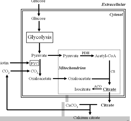  Y. lipolytica柠檬酸合成途径