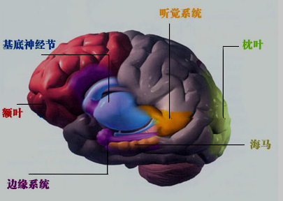 大脑结构图