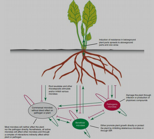 植物根围微生物种群互作关系