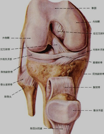 人体膝关节结构