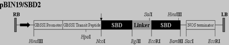  pBIN19/SBD2质粒的结构示意图